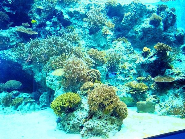 沖縄美ら海水族館